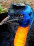 Cassowary Animal Totems